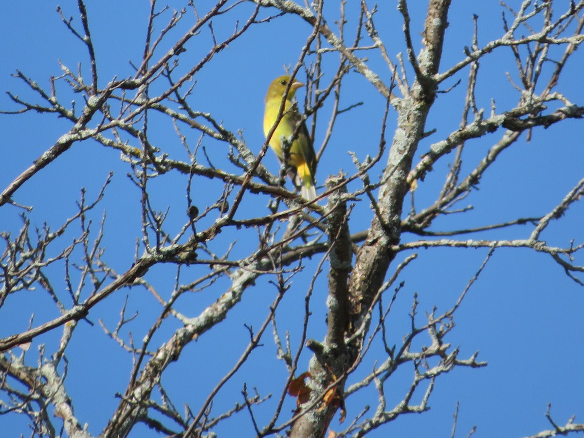 Scarlet Tanager - Avery Blumenthal