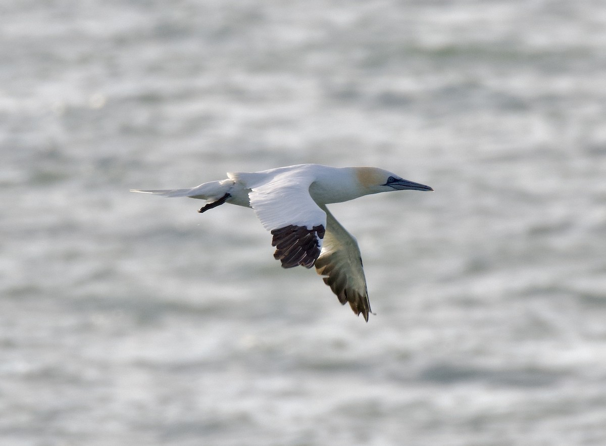 Northern Gannet - ML613287889