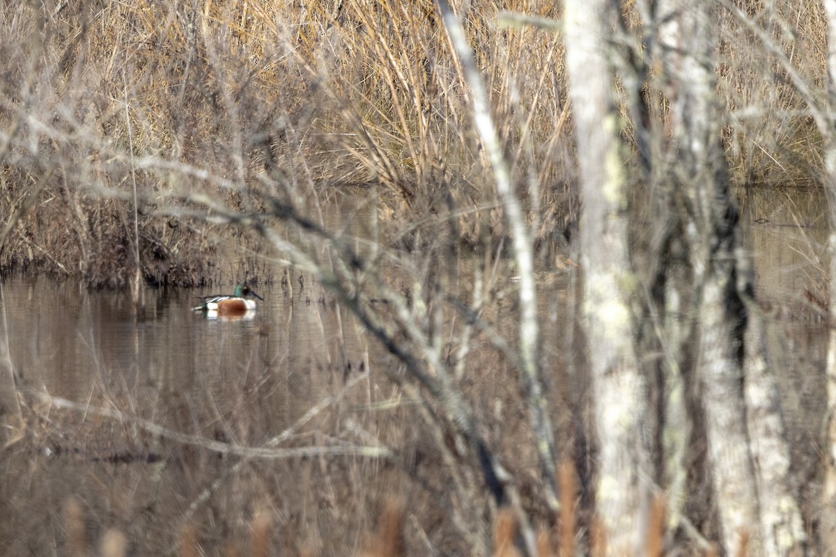 Northern Shoveler - ML613287923