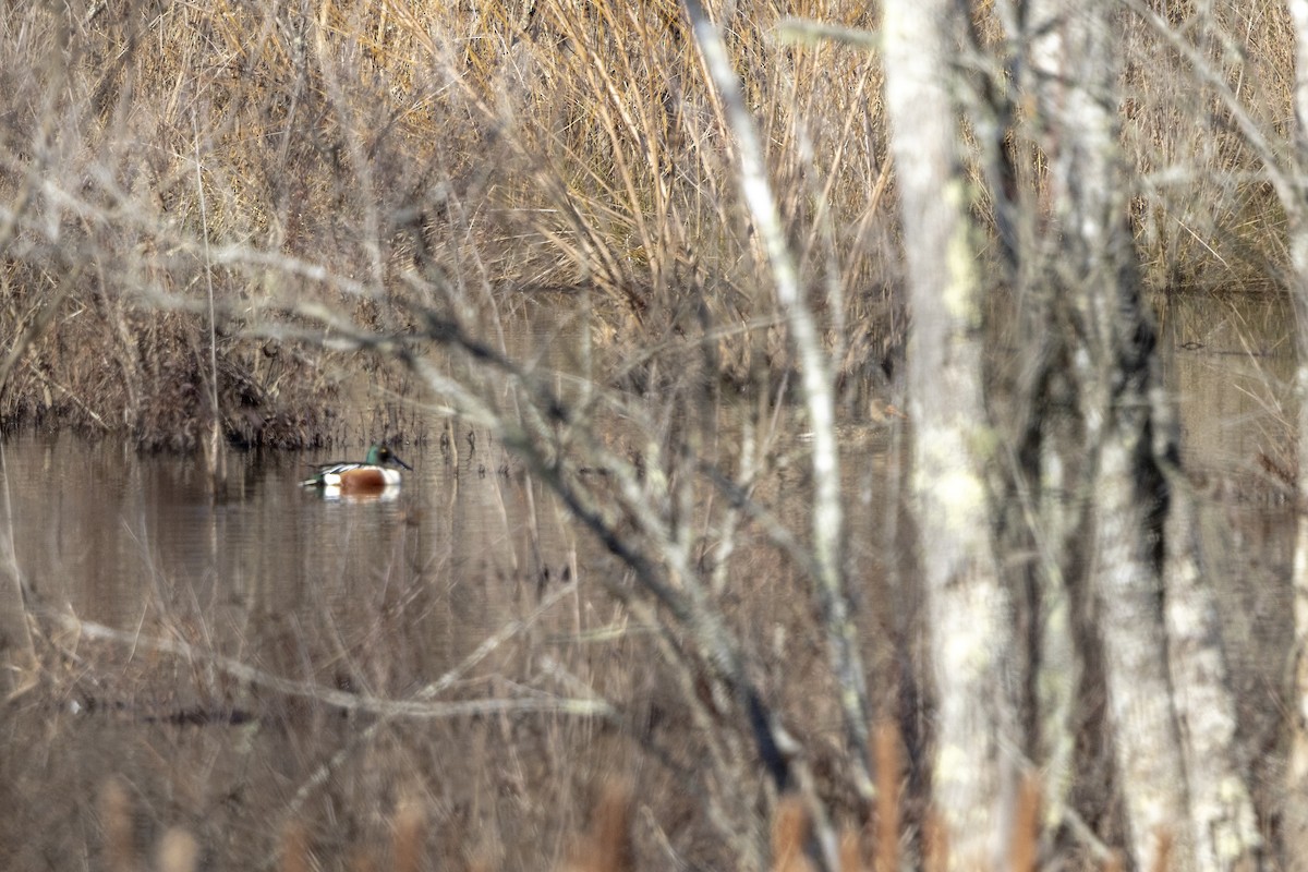 Northern Shoveler - ML613287923