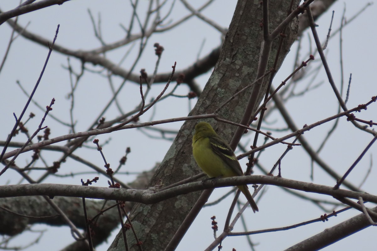 Western Tanager - ML613287985