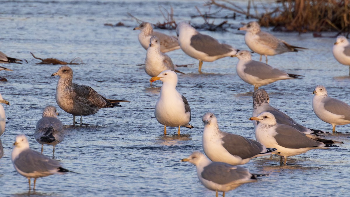 Gaviota de Cortés - ML613288023