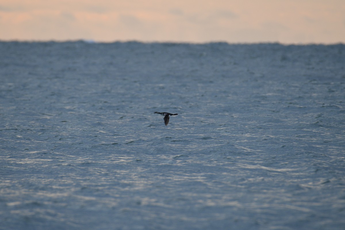 Horned Grebe - ML613288049