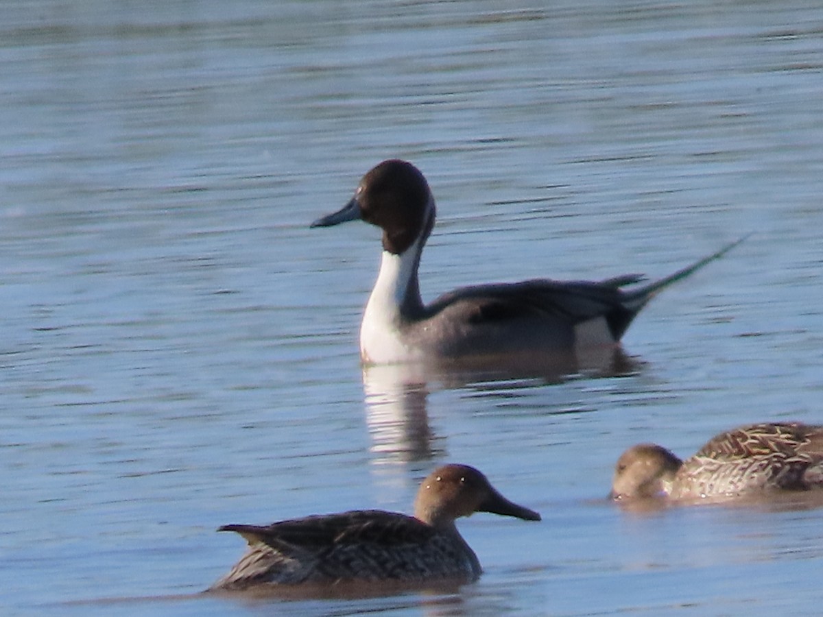 Northern Pintail - ML613288077