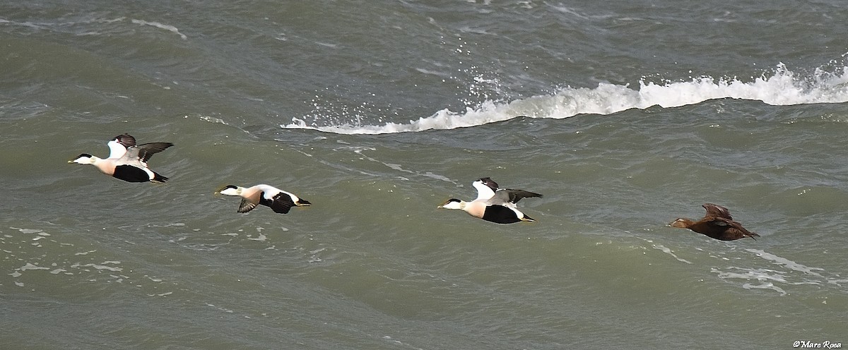 Common Eider - ML613288127