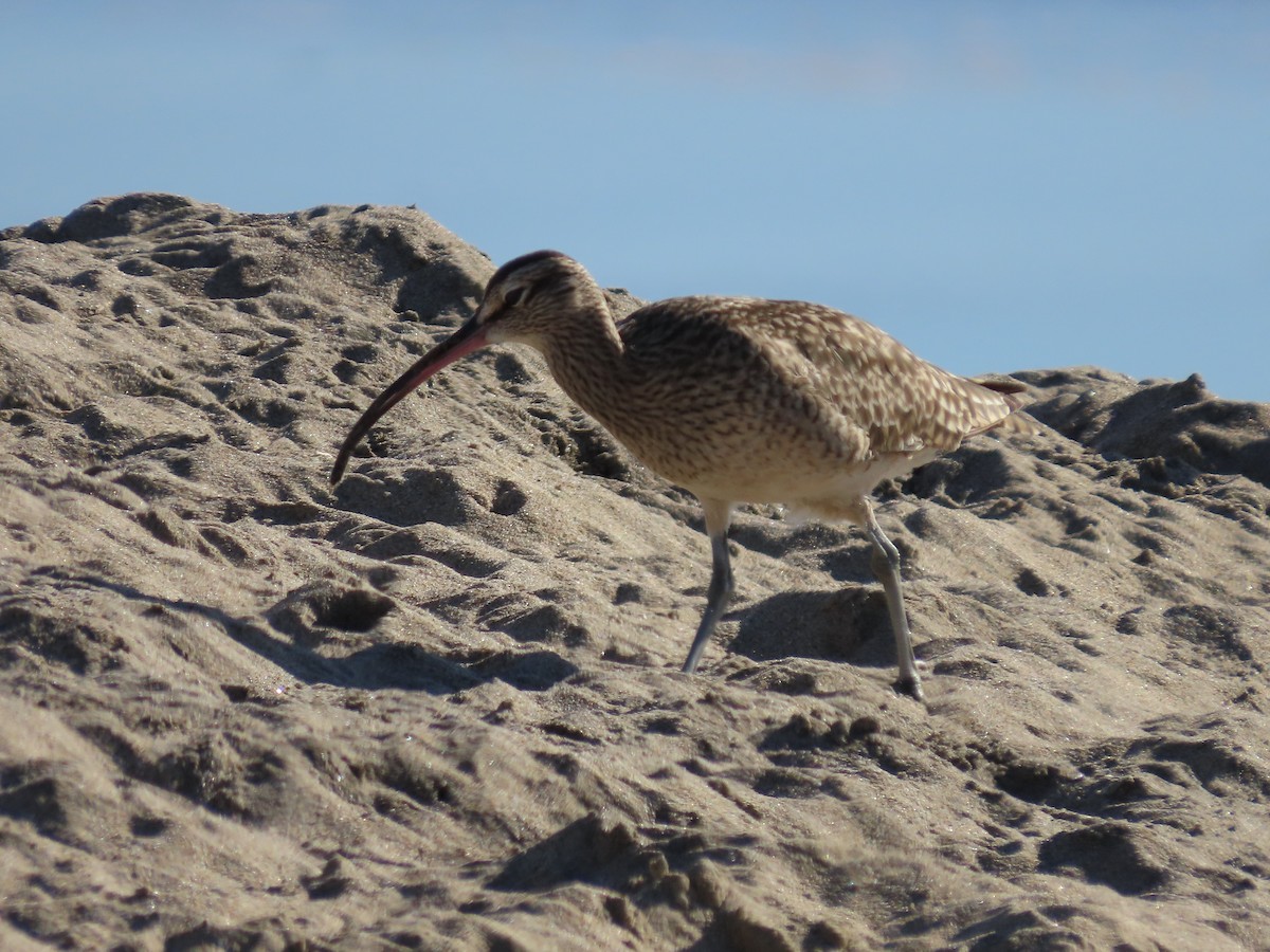 Whimbrel - Martha Pallin