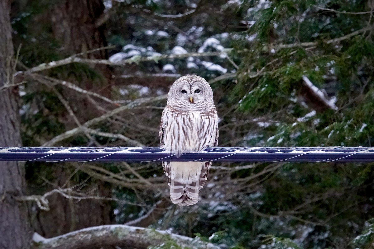 Barred Owl - ML613288253