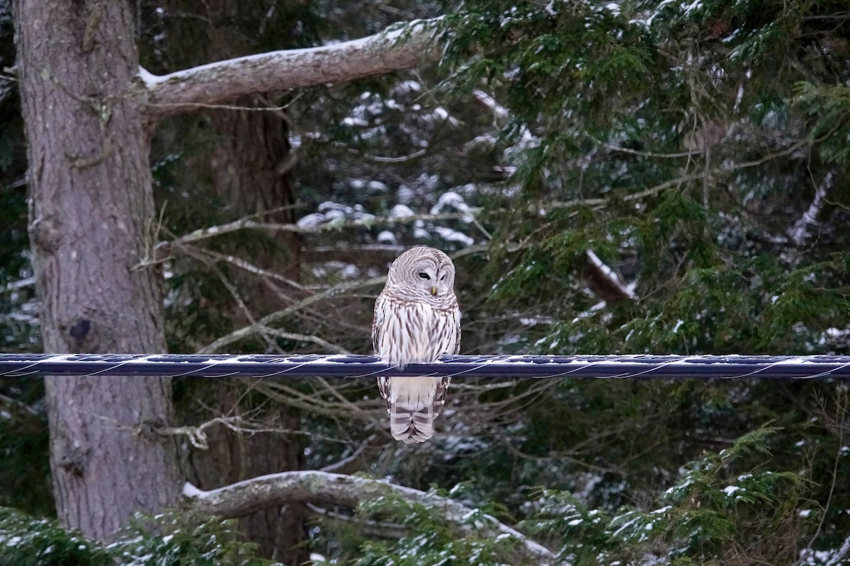 Barred Owl - ML613288254
