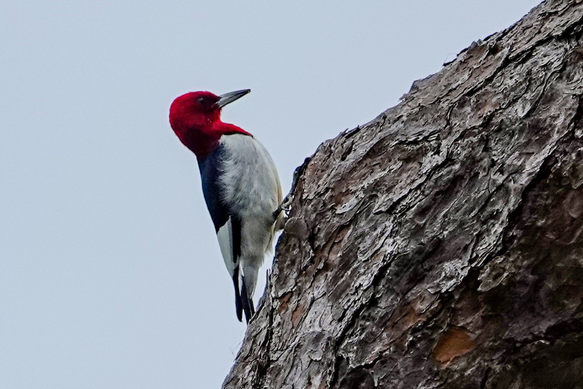 Red-headed Woodpecker - ML613288419