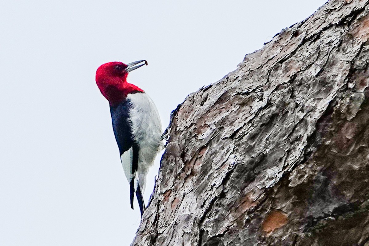 Red-headed Woodpecker - ML613288420