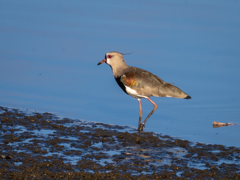 Southern Lapwing - Vitor Rolf Laubé