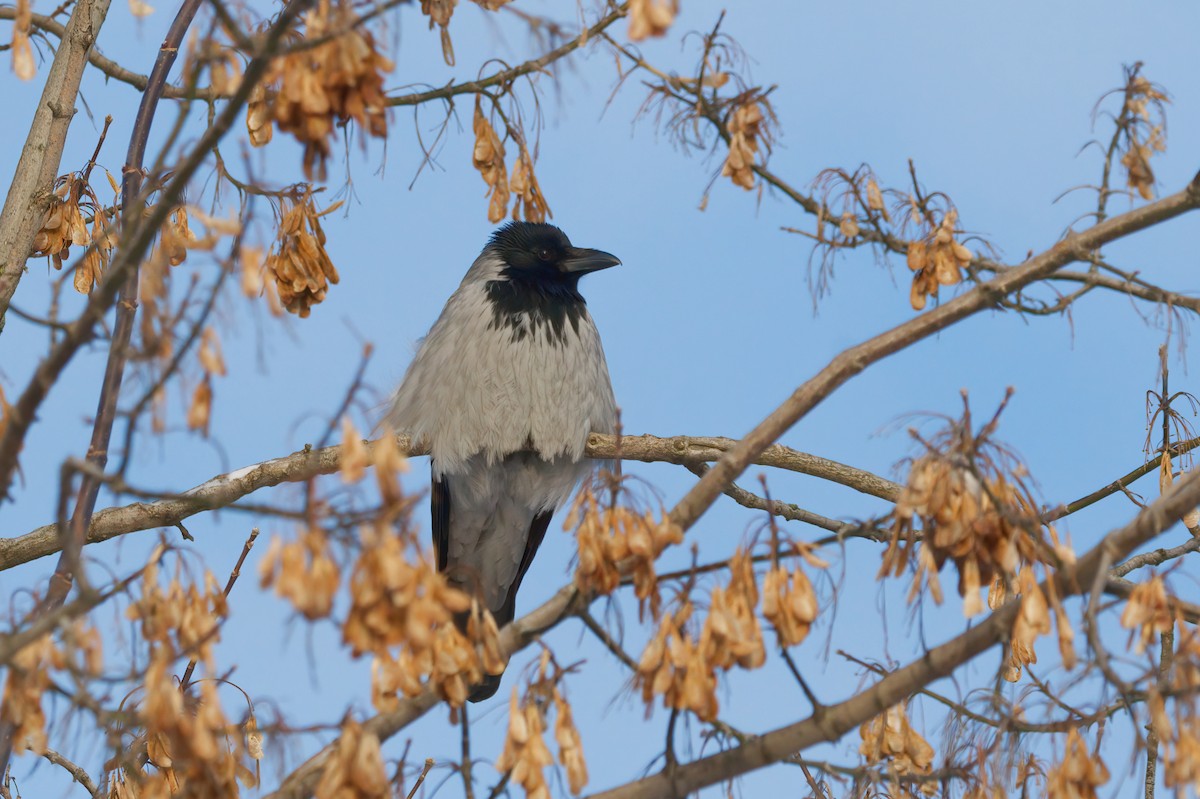 Hooded Crow - ML613288483