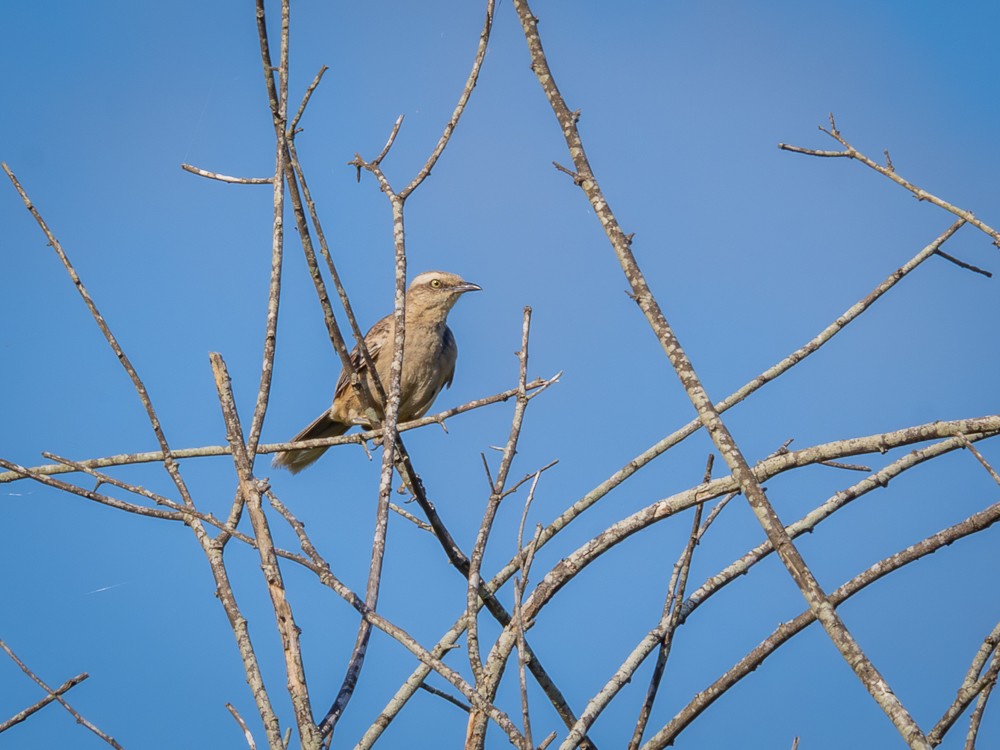 Chalk-browed Mockingbird - ML613288489