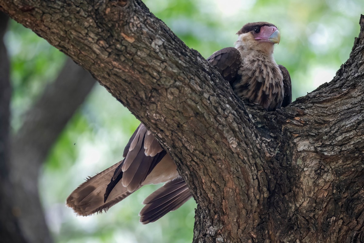 Caracara huppé - ML613288507