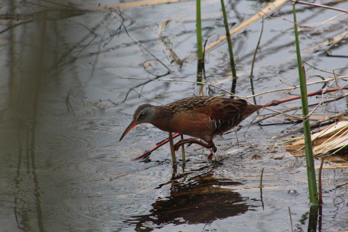 Virginia Rail - David Orban