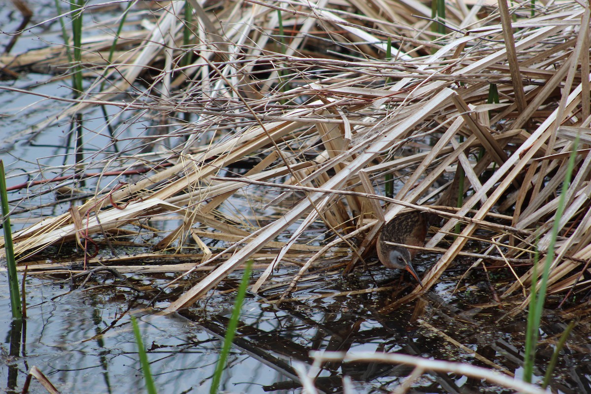 Virginia Rail - David Orban