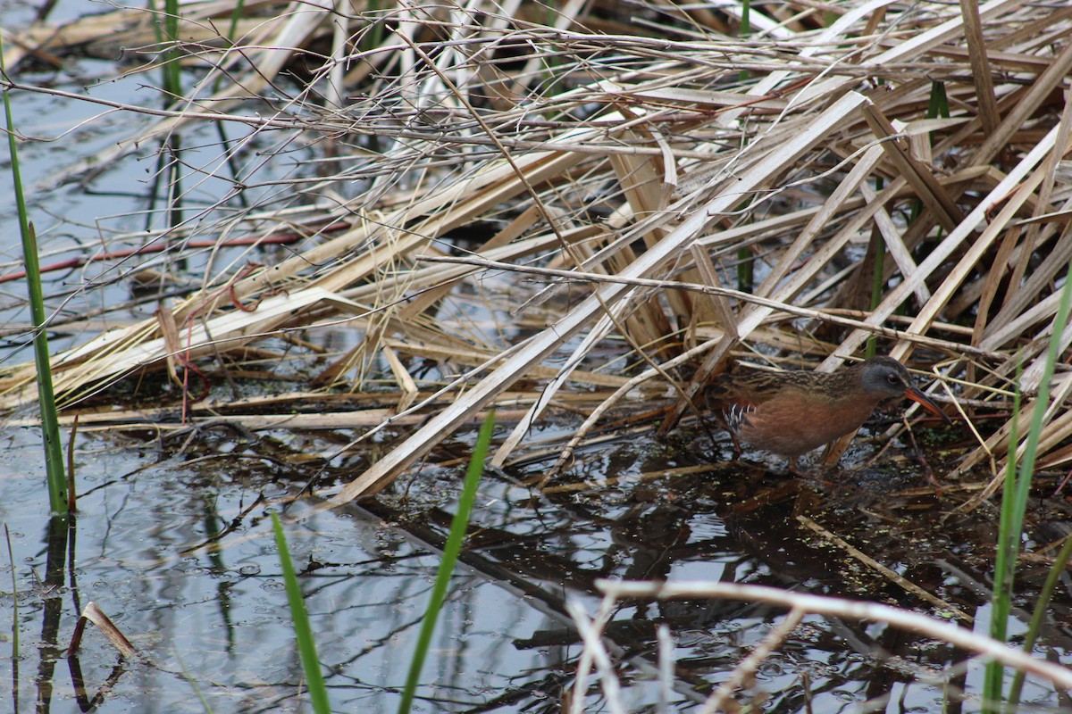 Virginia Rail - David Orban