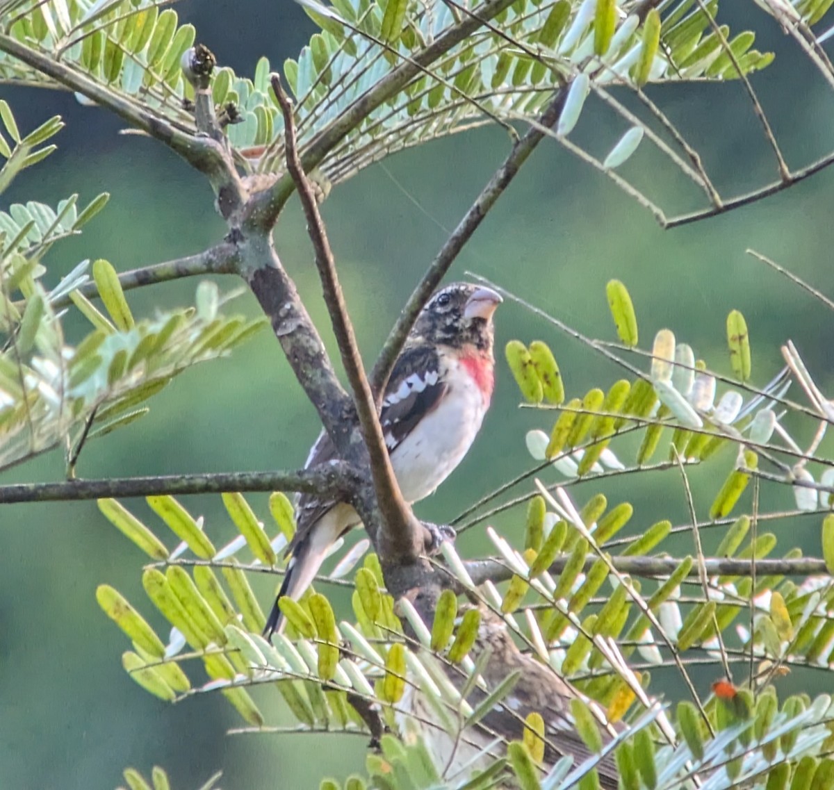 Rose-breasted Grosbeak - ML613288543