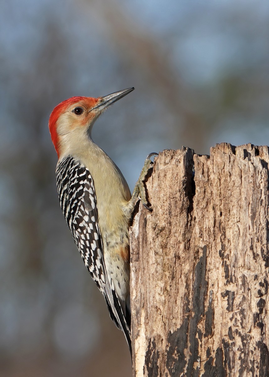 Red-bellied Woodpecker - ML613288544