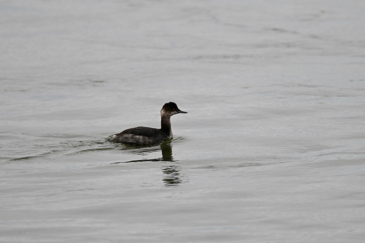 Eared Grebe - ML613288565