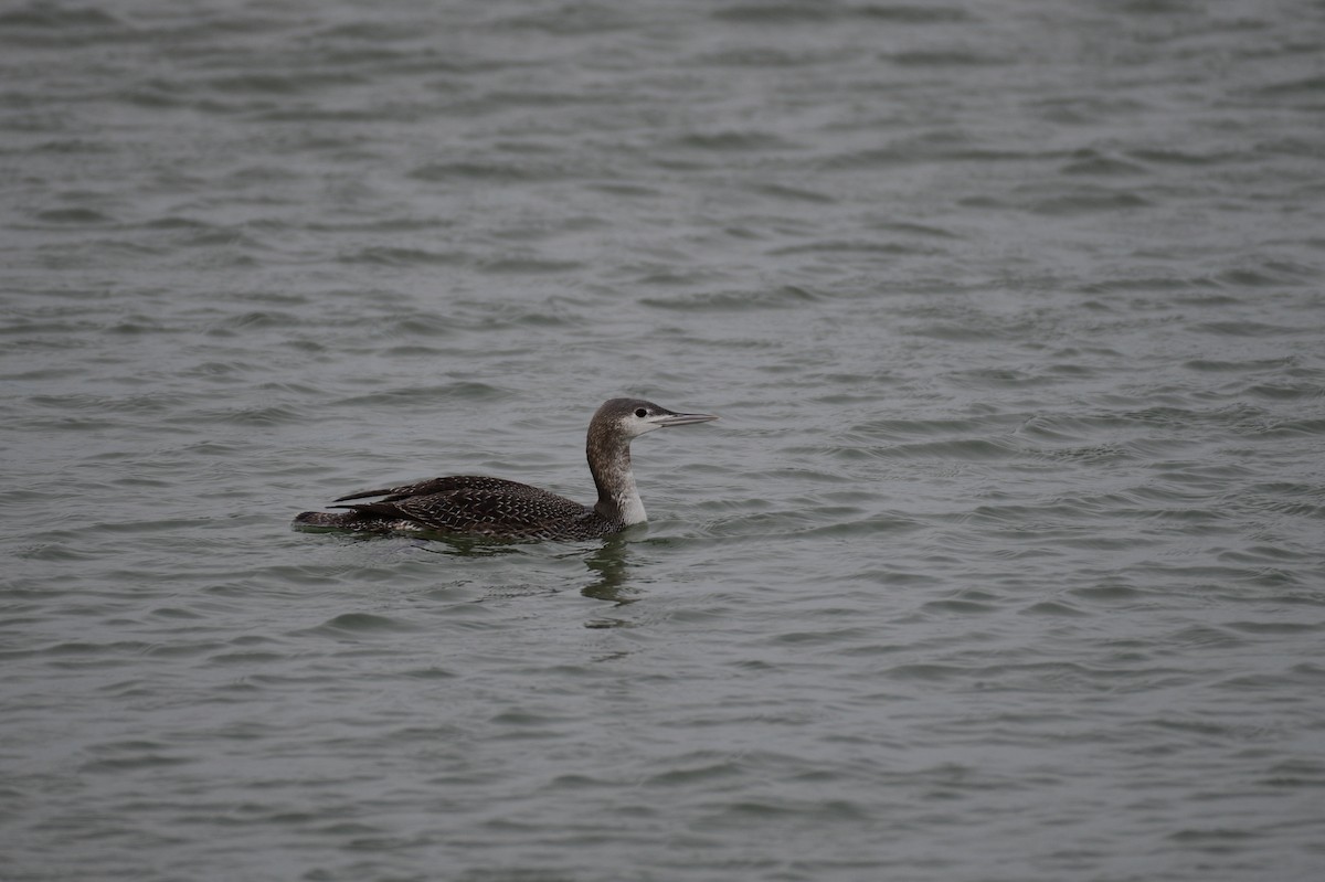 Red-throated Loon - ML613288574