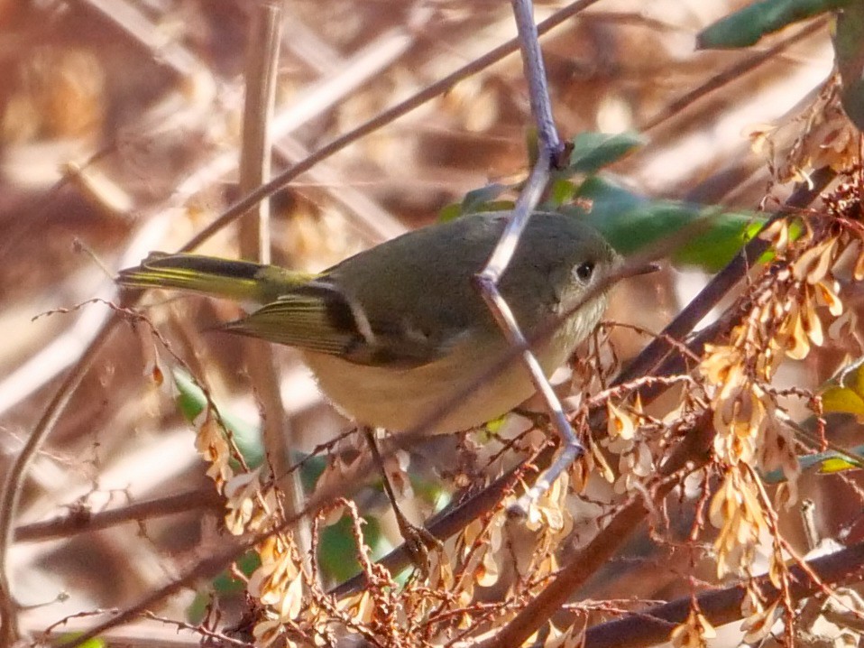 Ruby-crowned Kinglet - ML613288576