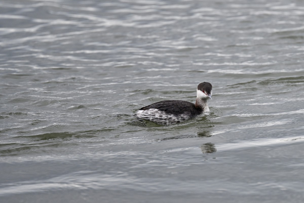 Horned Grebe - ML613288591