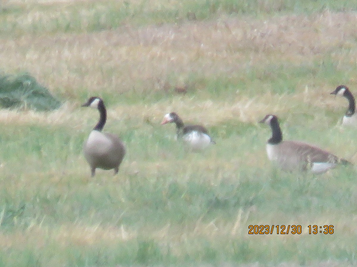 Snow x Greater White-fronted Goose (hybrid) - ML613288597