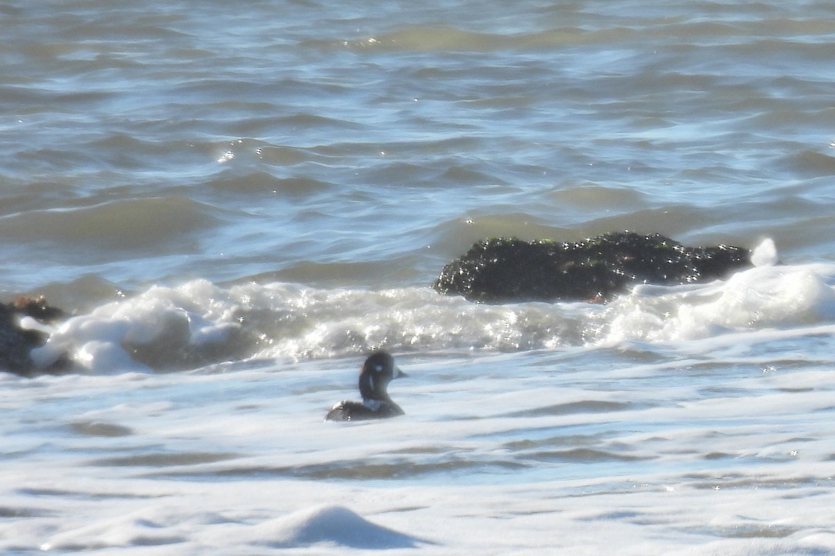 Harlequin Duck - ML613288598