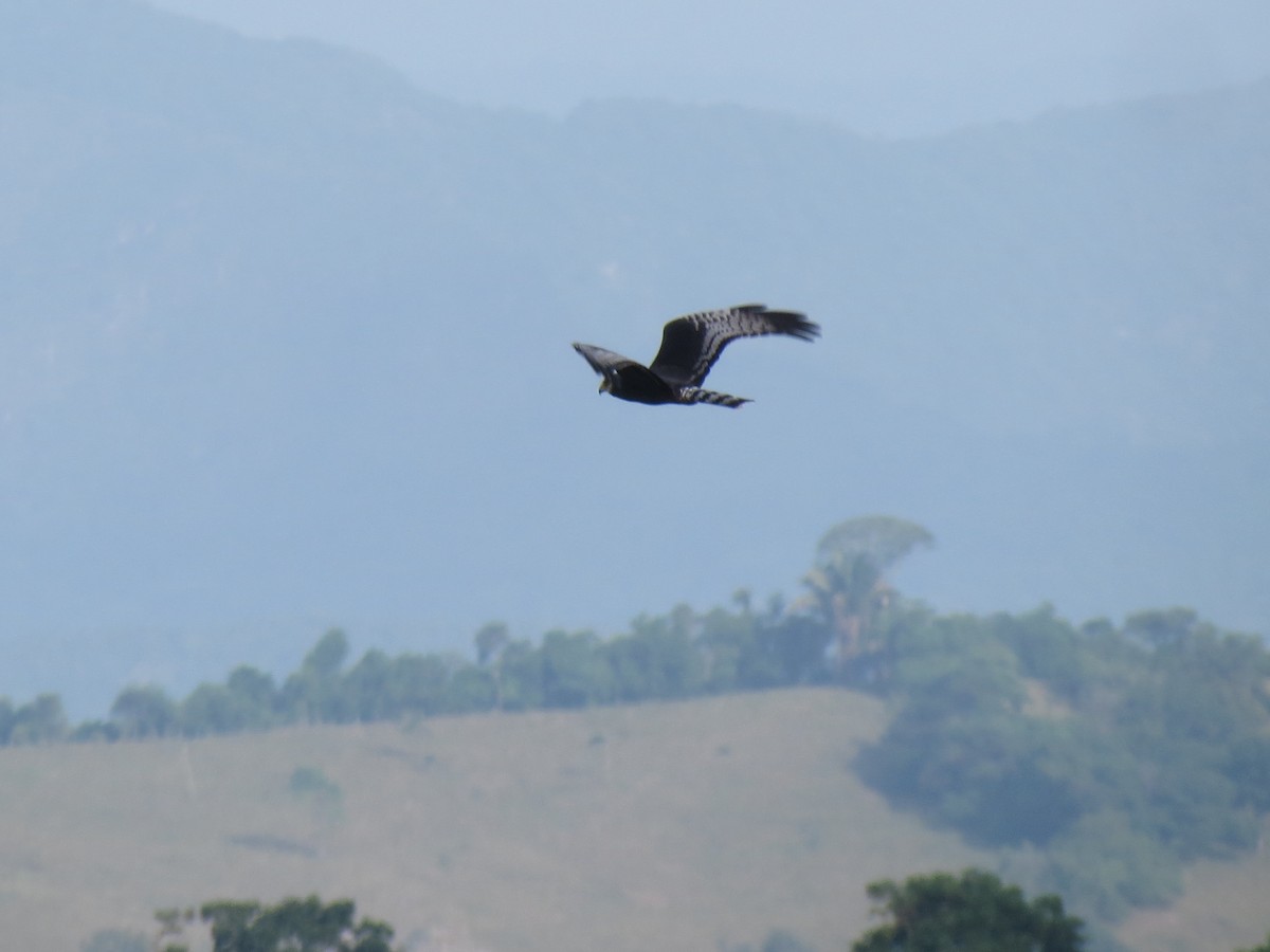 Long-winged Harrier - ML613288601