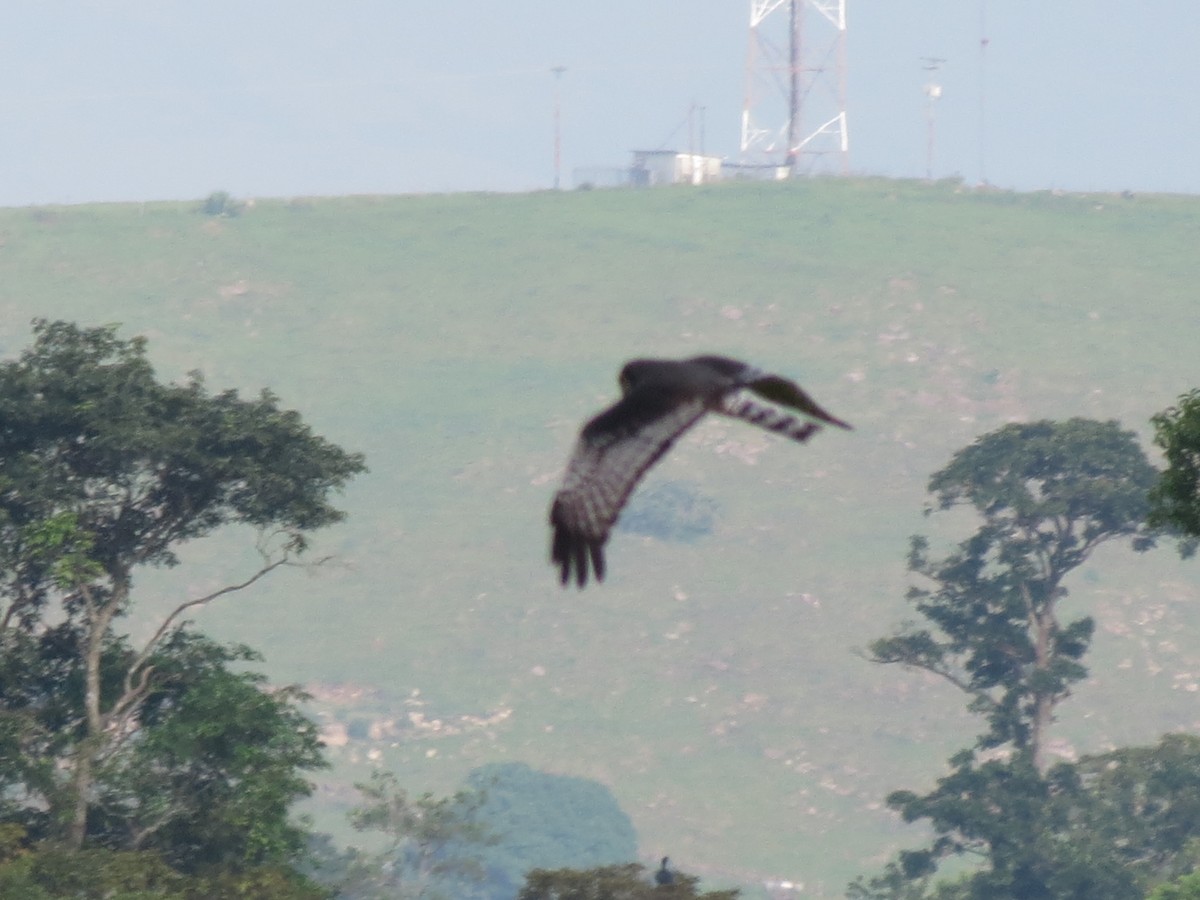 Long-winged Harrier - ML613288603