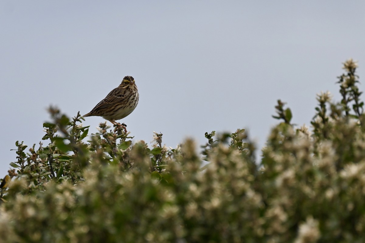 Savannah Sparrow - ML613288626