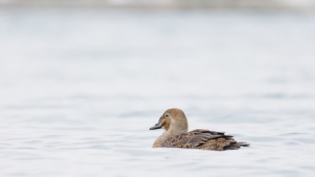 King Eider - ML613288633