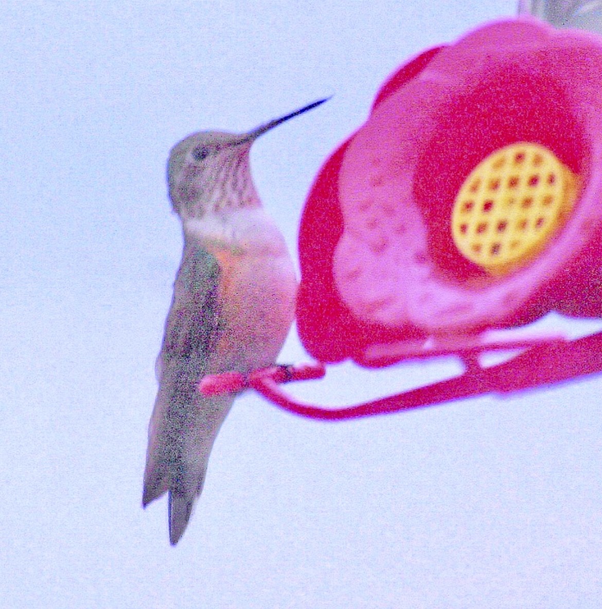 Broad-tailed Hummingbird - ML613288652