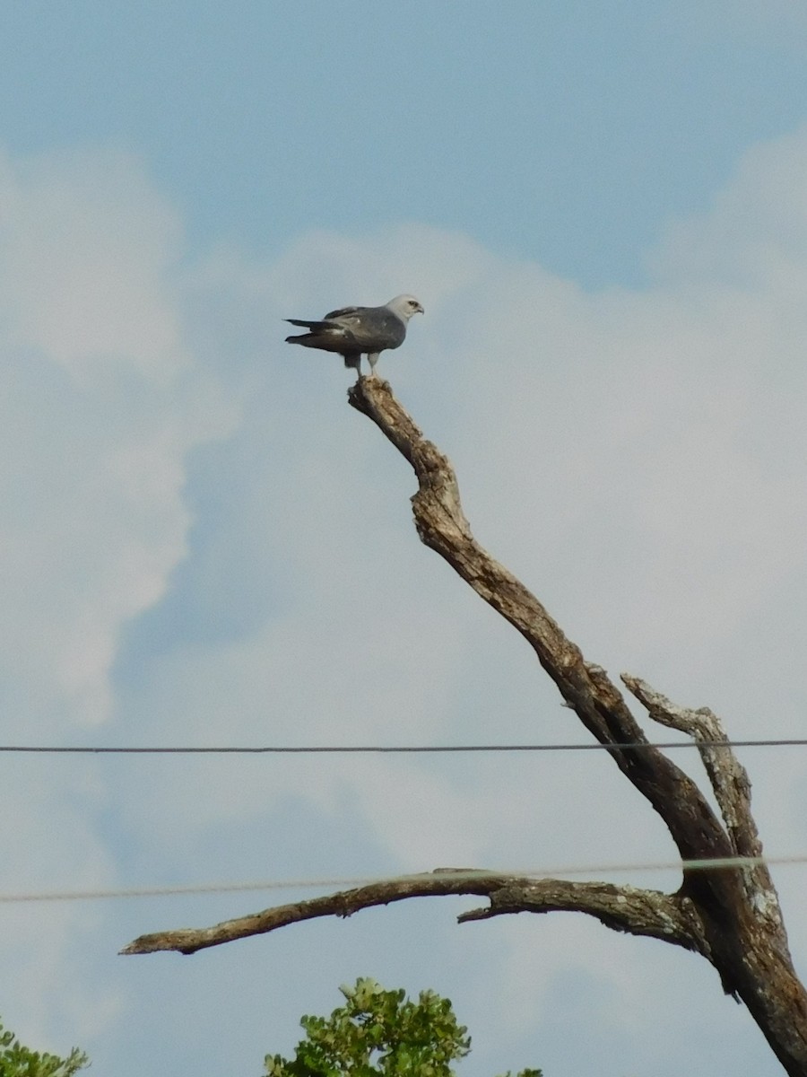 Mississippi Kite - ML613288780