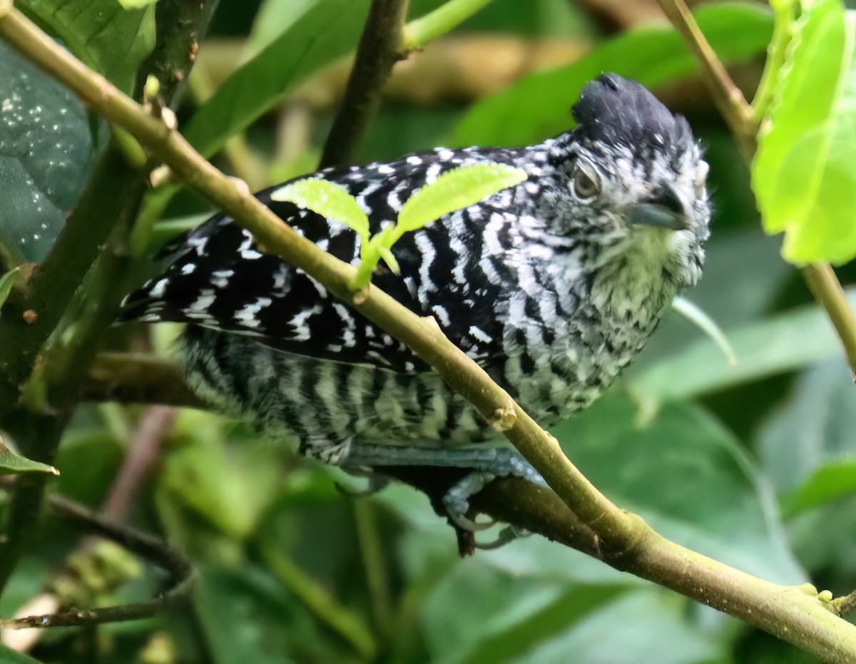 Barred Antshrike - ML613288801