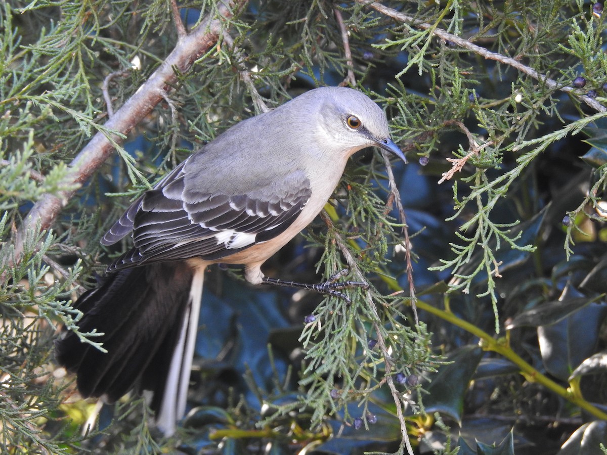 Northern Mockingbird - ML613288843