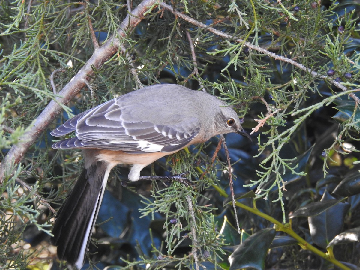 Northern Mockingbird - ML613288844