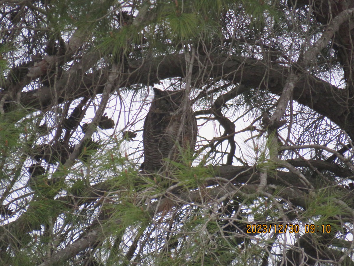 Great Horned Owl - ML613288855