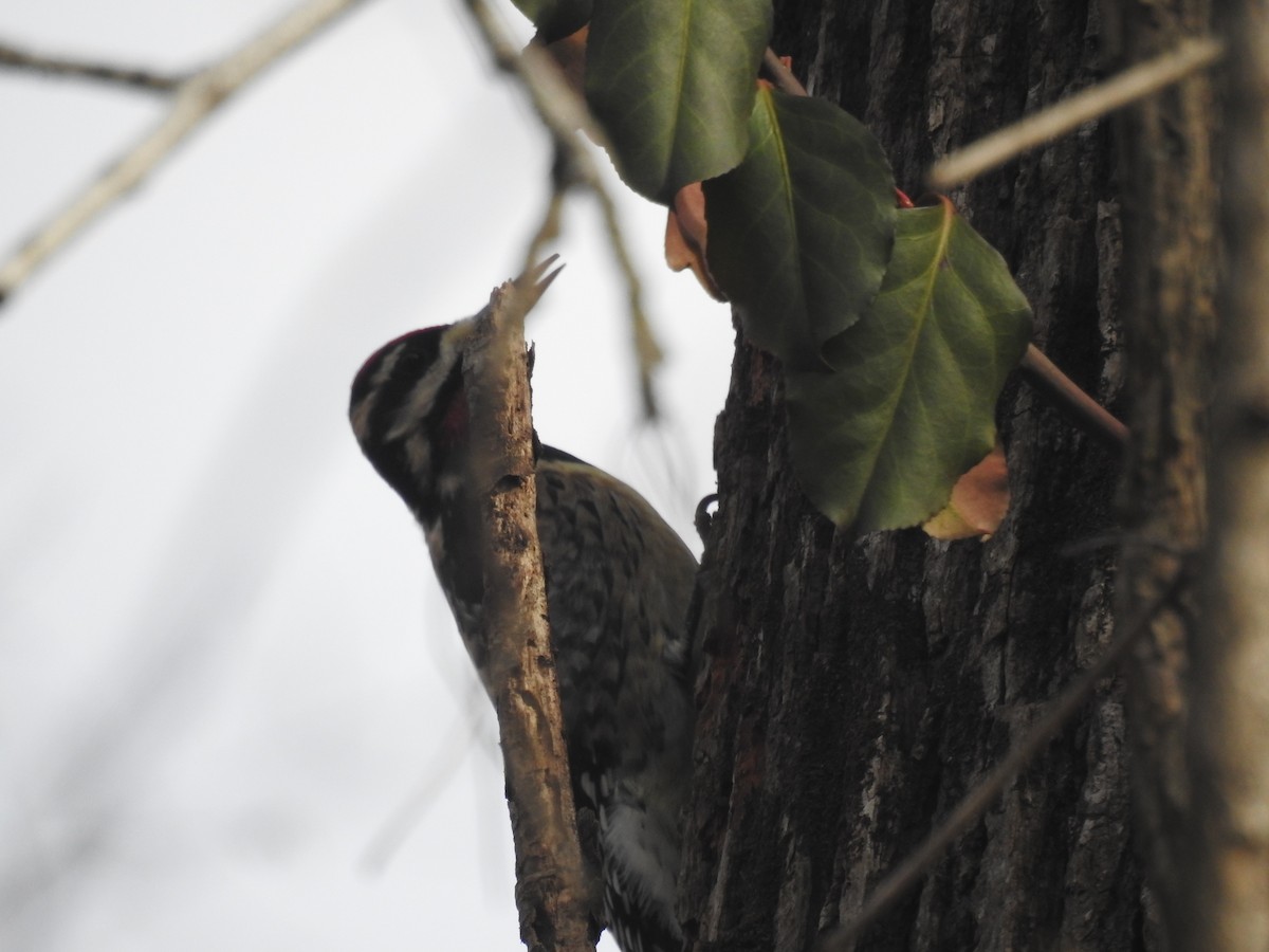 Yellow-bellied Sapsucker - ML613288894