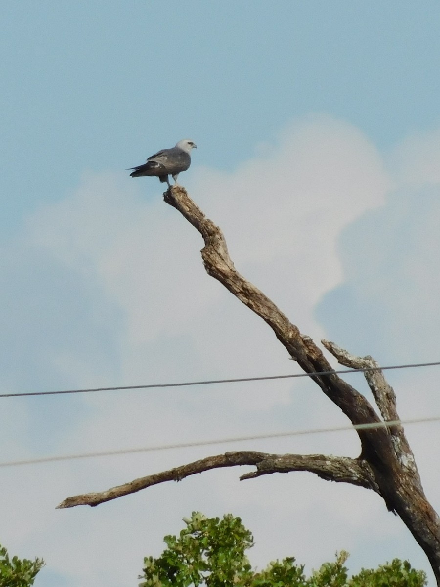 Mississippi Kite - ML613288895