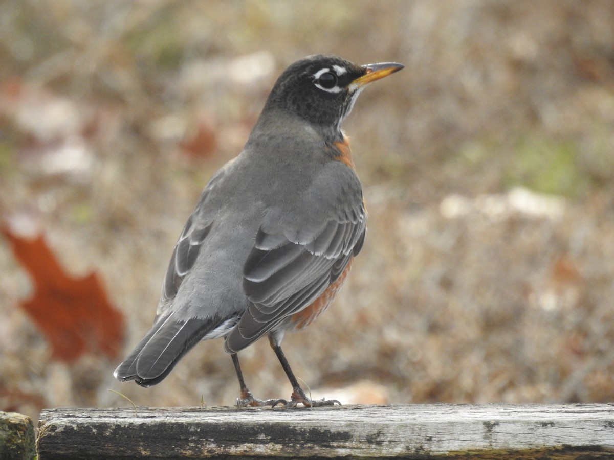 drozd stěhovavý [skupina migratorius] - ML613288904