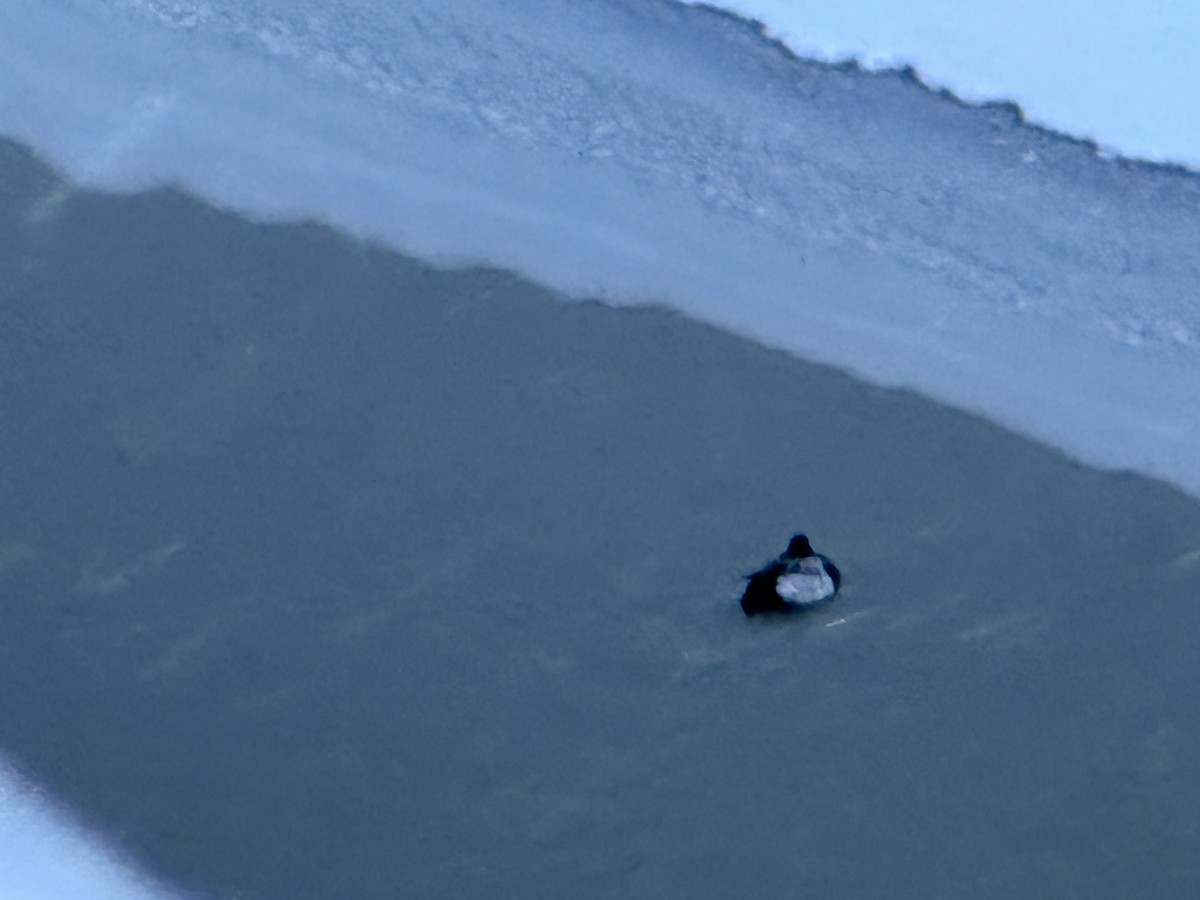 Lesser Scaup - Moira Swinton