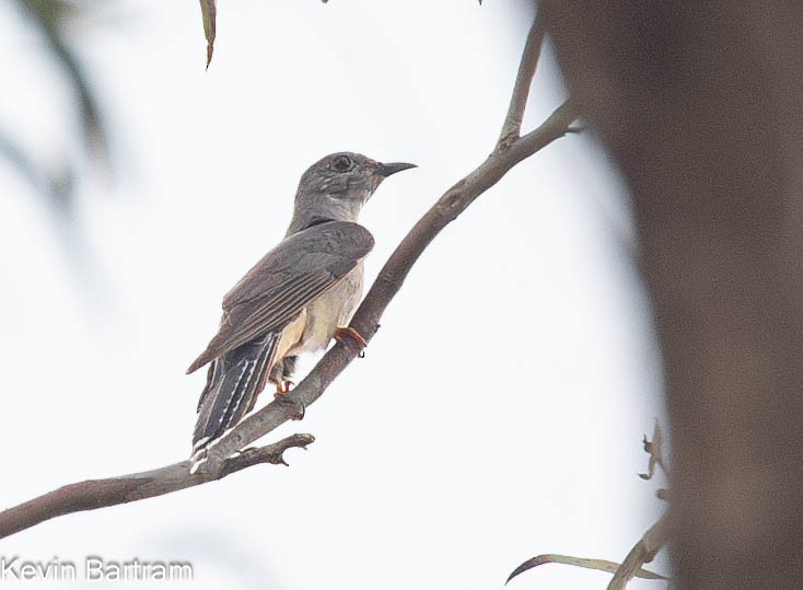 Brush Cuckoo - Kevin Bartram