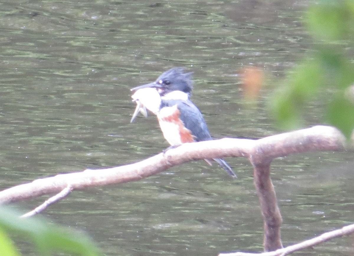 Belted Kingfisher - ML613289115