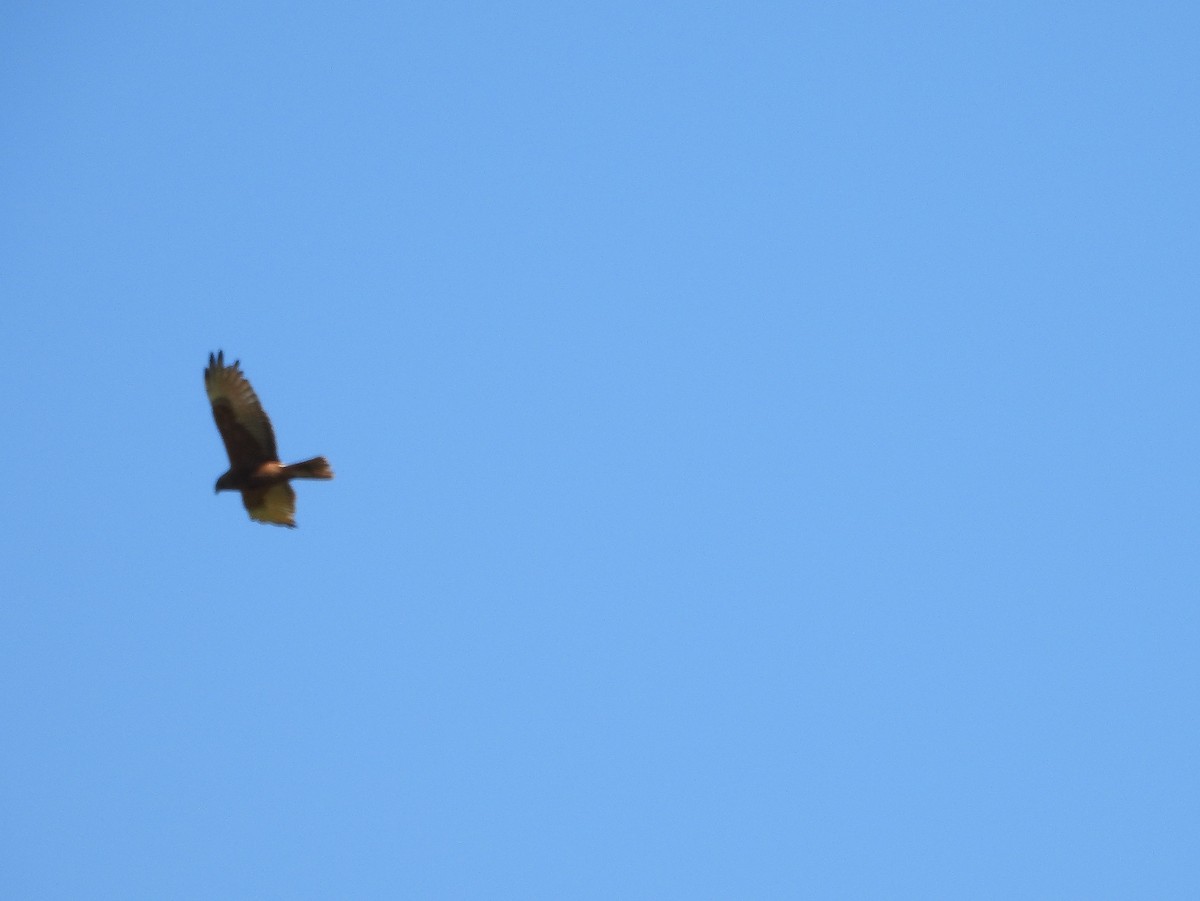 Swamp Harrier - ML613289119