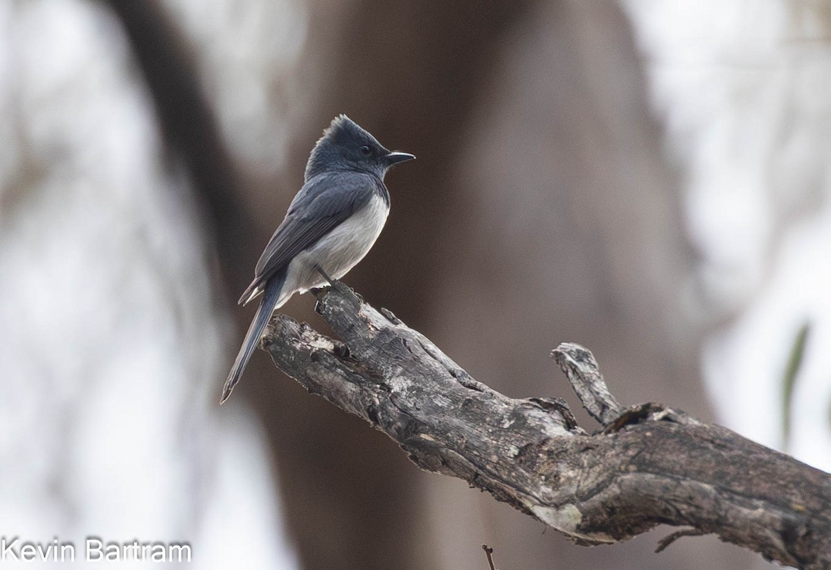 Leaden Flycatcher - Kevin Bartram