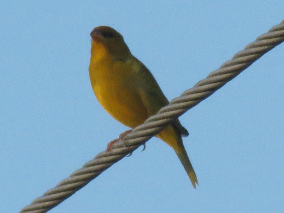 Orange-fronted Yellow-Finch - ML613289327