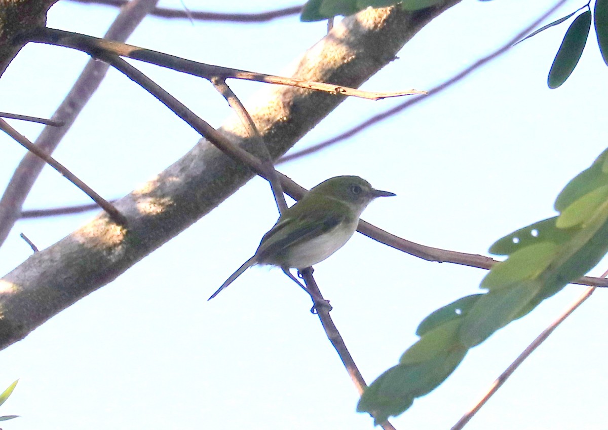 Hangnest Tody-Tyrant - ML613289409