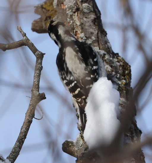 Hairy Woodpecker - ML613289437